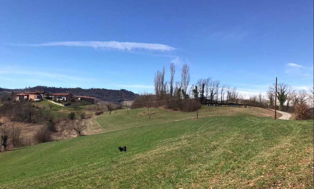 Veduta del pregevolissimo paesaggio agrario della Frazione Canuto di Aramengo.