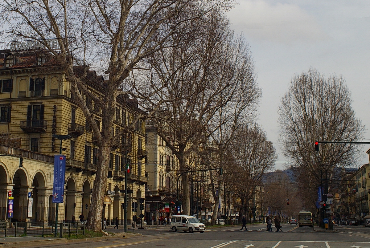 Veduta della bellissima alberata stradale di Corso Vittorio Emanuele II a Torino con platani secolari.