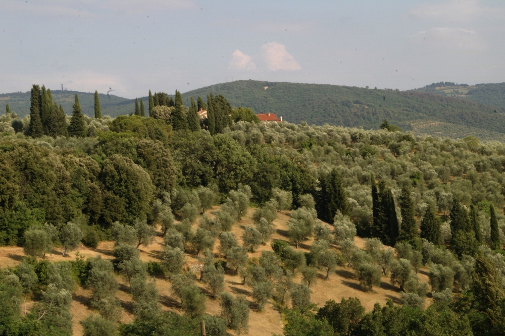 Veduta dello straordinario paesaggio olivicolo delle colline toscane di Settignano, prossime a Firenze.