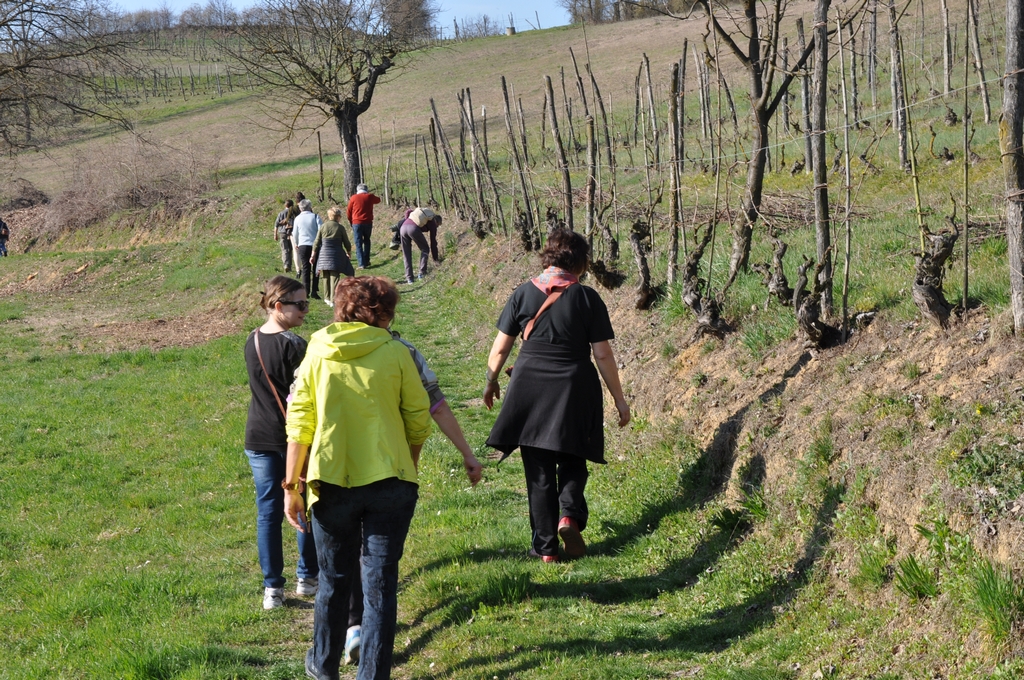 Camminata alla ricerca degli alberi monumentali nel paesaggio agrario del nord ovest dell Astigiano.
