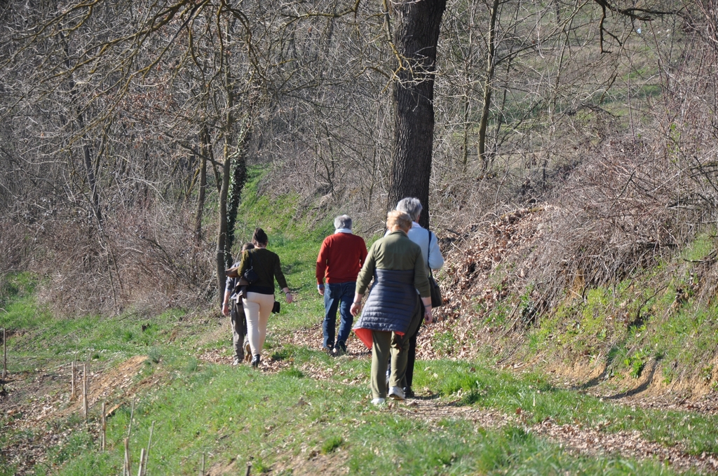 Camminata alla ricerca degli alberi monumentali nel paesaggio agrario del nord ovest dell Astigiano.
