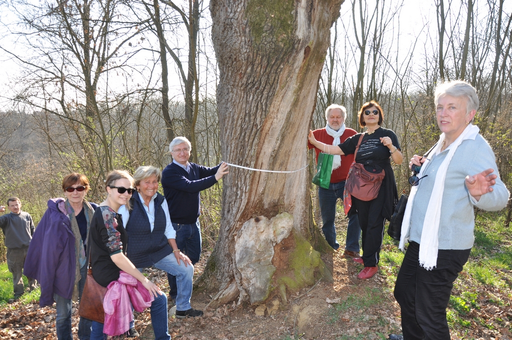 Misurazione della circonferenza del fusto dell albero monumentale all altezza canonica del petto d uomo da parte di Angelo Porta e Giancarlo Dapavo con l aiuto di tutti i partecipanti al sopralluogo.
