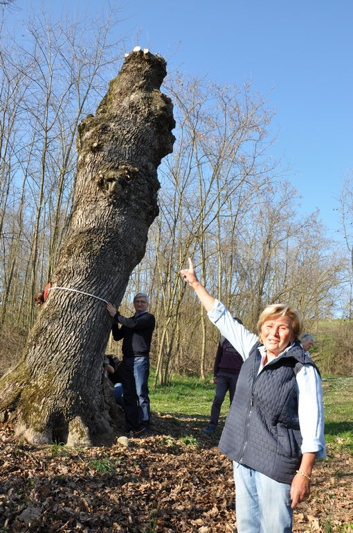 Indicazione da parte di Aurelia Brignolo della quercia monumentale, denominata localmente come "Quercia muta".