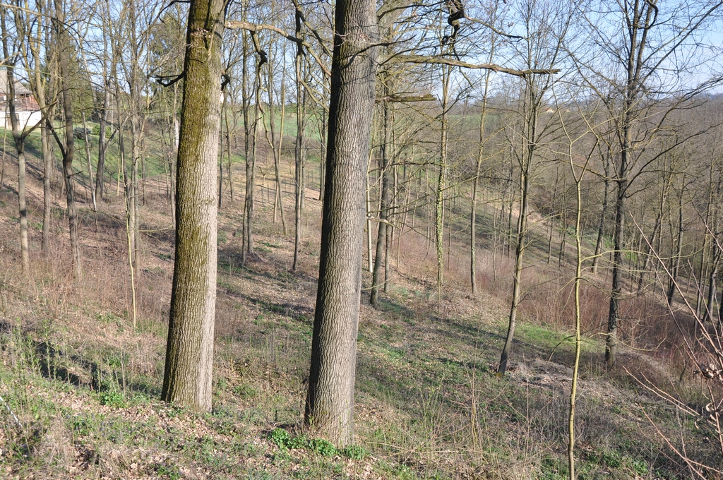 Veduta di alcune Farnie (Quercus robur) nel pieno del vigore giovanile.