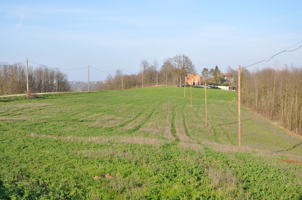 Veduta di uno splendido prato nel Comune di Villafranca d Asti con sullo sfondo un esemplare monumentale di Quercia.