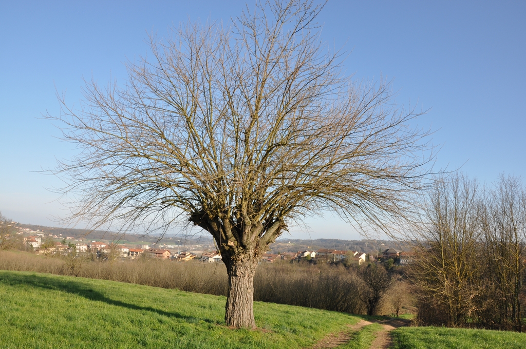 Veduta del famosissimo bialbero di Villafranca d Asti, costituito da un gelso (Morus alba) al cui interno si è insediato un ciliegio (Prunus avium).