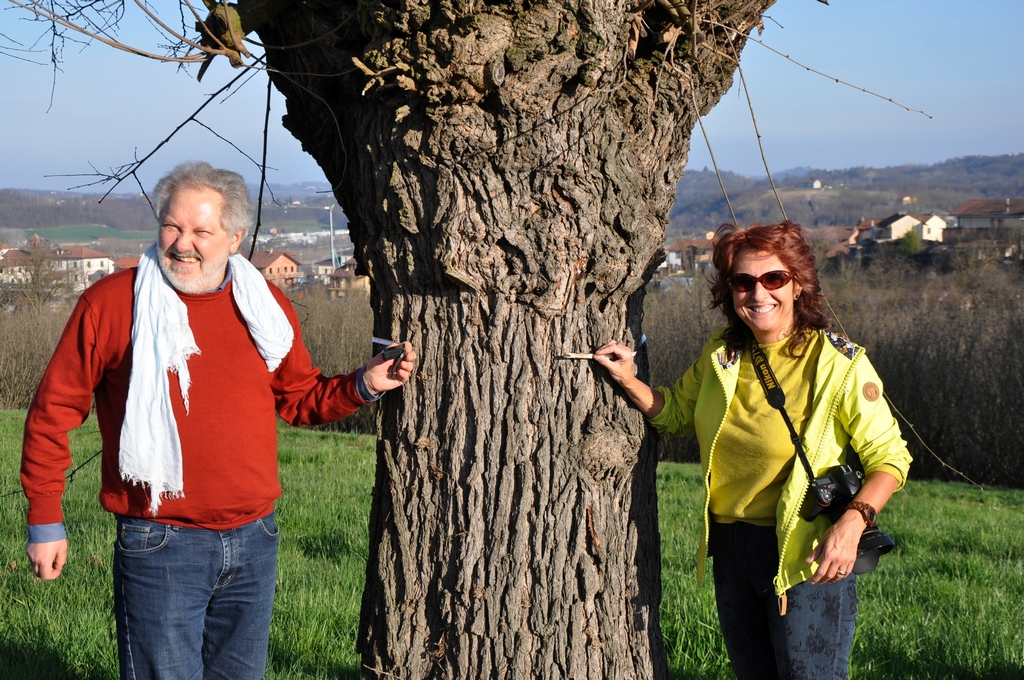 Misurazione della circonferenza del fusto del gelso per la compilazione della scheda di richiesta di dichiarazione del valore monumentale dell albero.