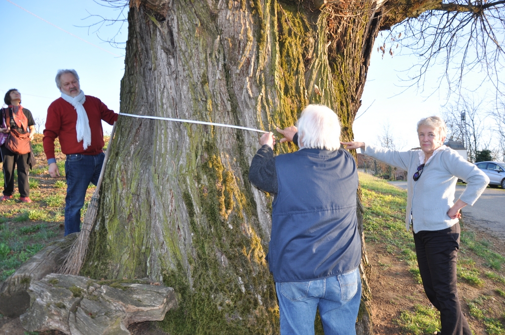 Effettuazione delle operazioni di misurazione del fusto del Castagno monumentale (Castanea sativa) di Ferrere d Asti.