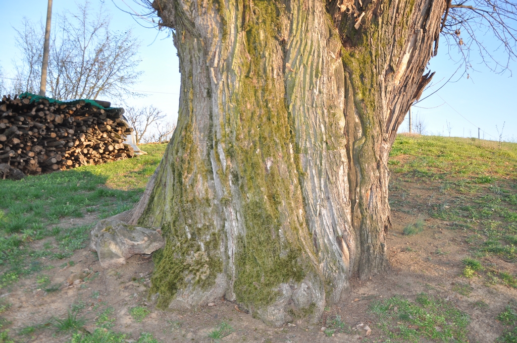 Veduta di dettaglio della base del fusto del Castagno monumentale di Ferrere.