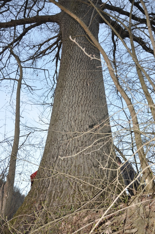 Veduta della straordinaria Farnia di Ferrere d Asti.