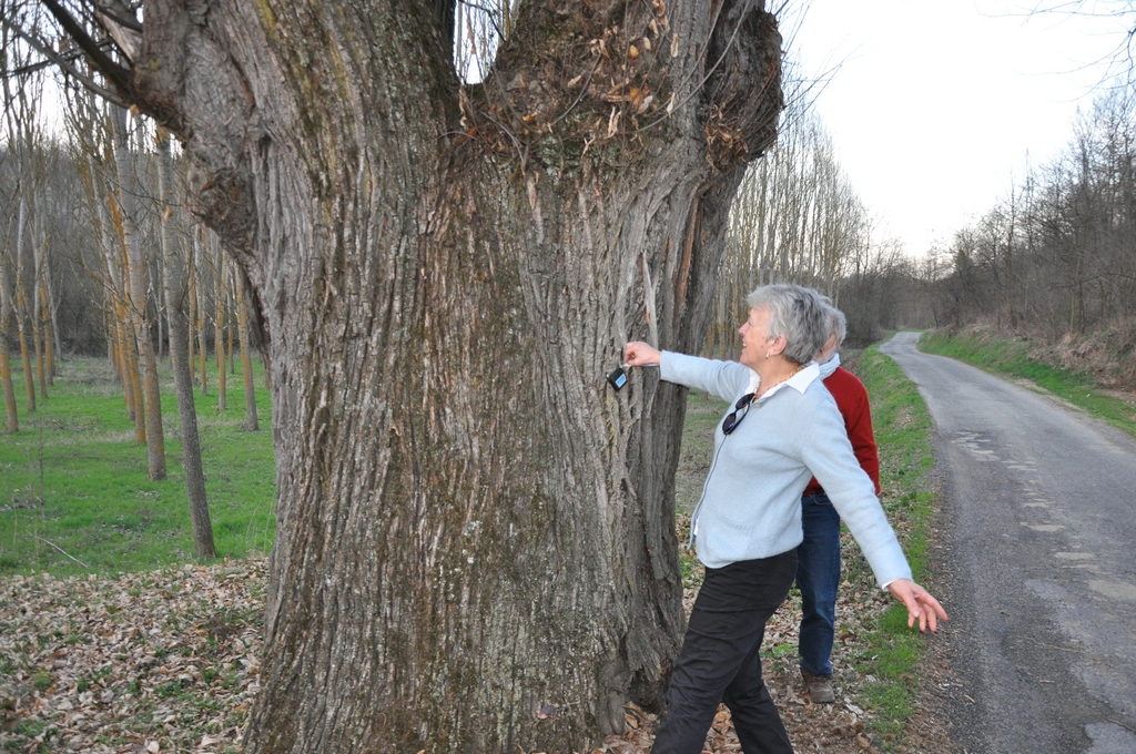 Misurazione da parte di Ornella e Giancarlo Dapavo di un Castagno monumentale (Castanea sativa) nel fondovalle di Ferrere d Asti.