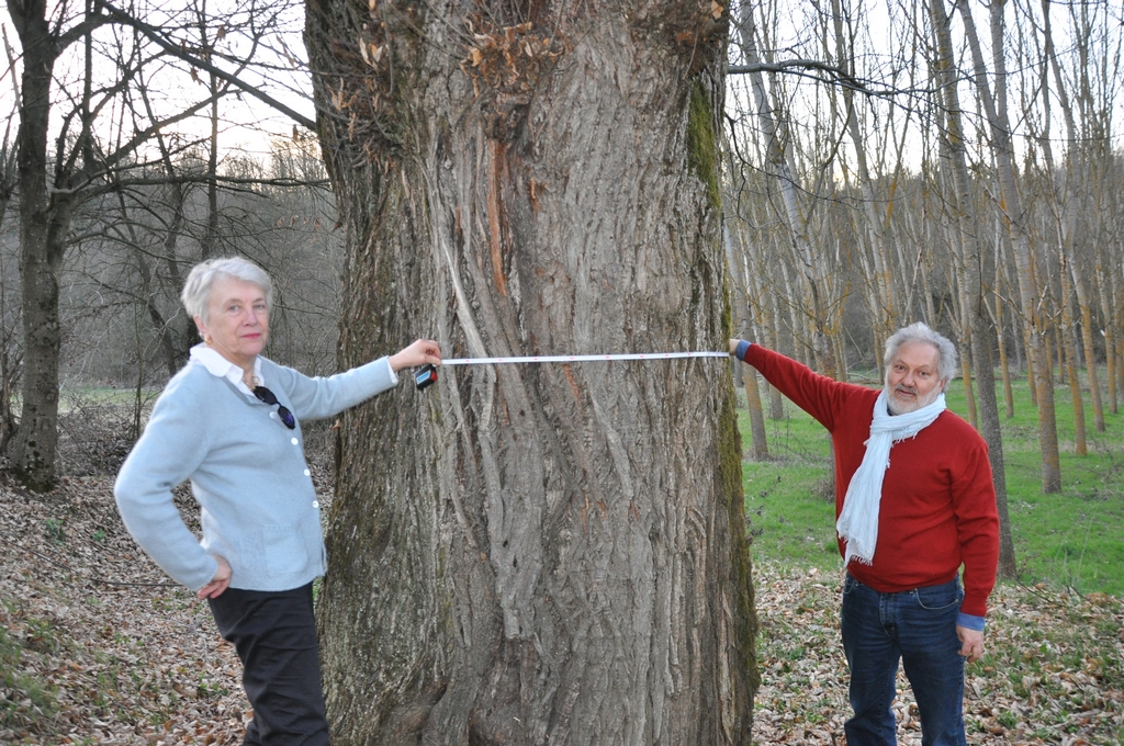 Misurazione da parte di Ornella e Giancarlo Dapavo di un Castagno monumentale (Castanea sativa) nel fondovalle di Ferrere d Asti.