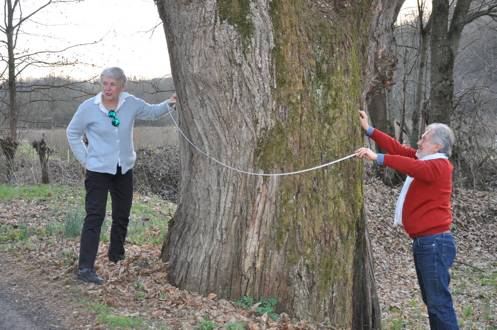 Misurazione da parte di Ornella e Giancarlo Dapavo di un Castagno monumentale (Castanea sativa) nel fondovalle di Ferrere d Asti.