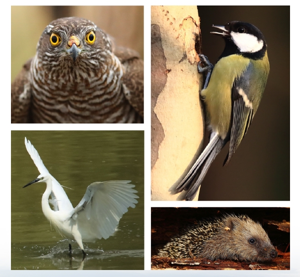 Fotografie in campo ambientale del Centro di cultura naturalistica di Montiglio.