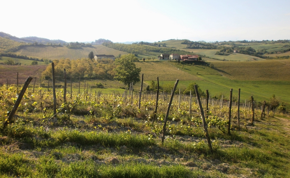 Veduta del vigneto Cornalasca a Rosignano Monferrato dell Azienda Saccoletto di San Giorgio Monferrato.