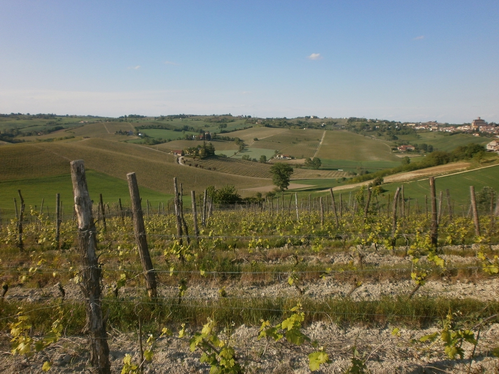 Veduta del vigneto Cornalasca a Rosignano Monferrato dell Azienda Saccoletto di San Giorgio Monferrato.
