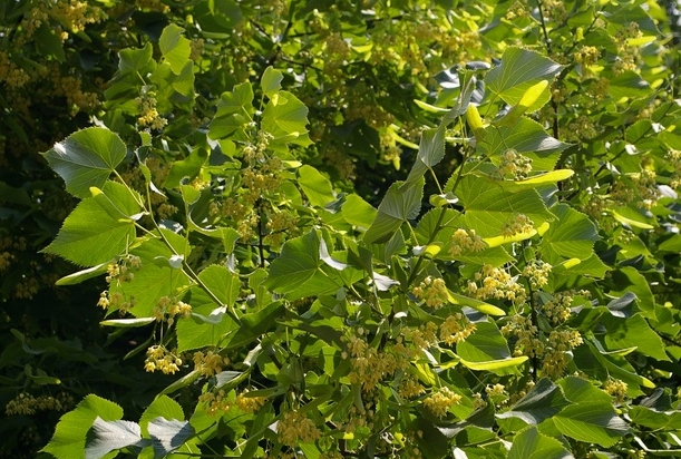 Bellissima e profumata fioritura del tiglio.