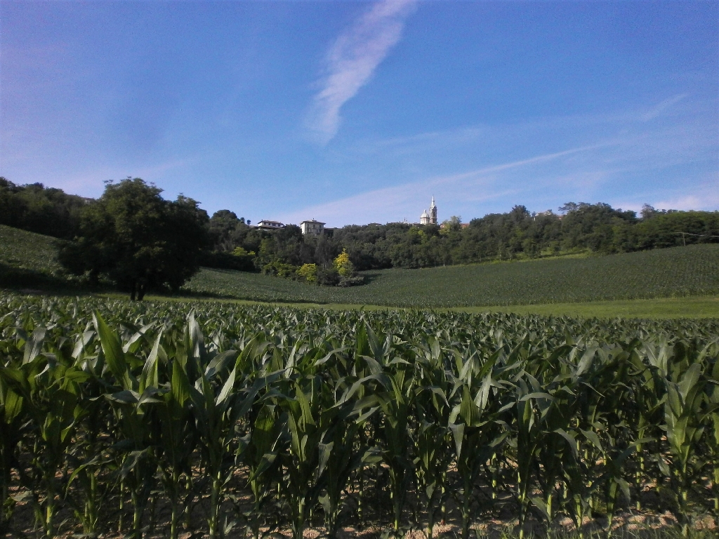 Veduta del pregevolissimo paesaggio agrario di Antignano.