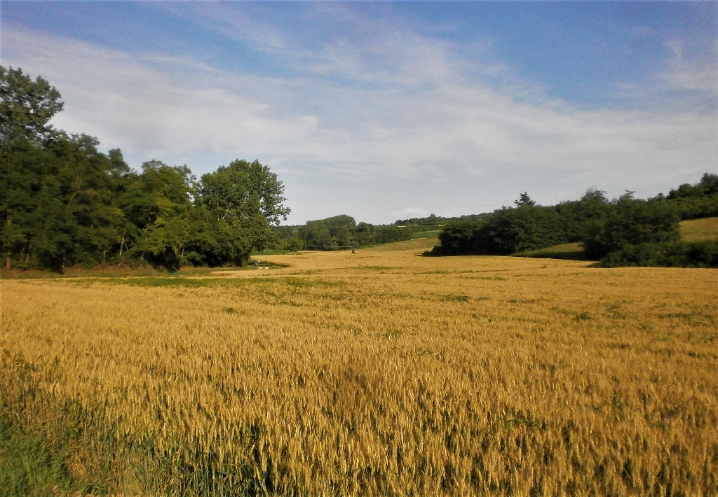 Veduta del pregevolissimo paesaggio agrario di Antignano.