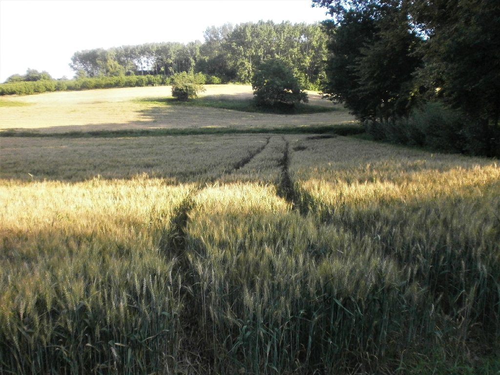 Veduta del pregevolissimo paesaggio agrario di Antignano.