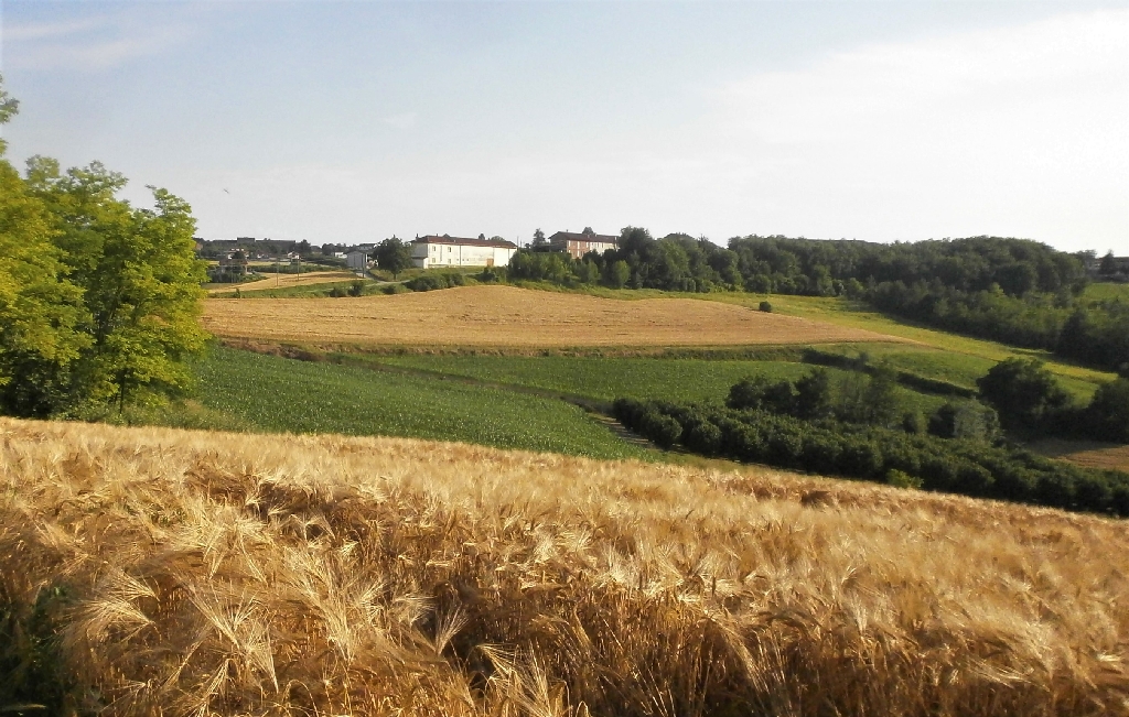 Veduta del pregevolissimo paesaggio agrario di Antignano.