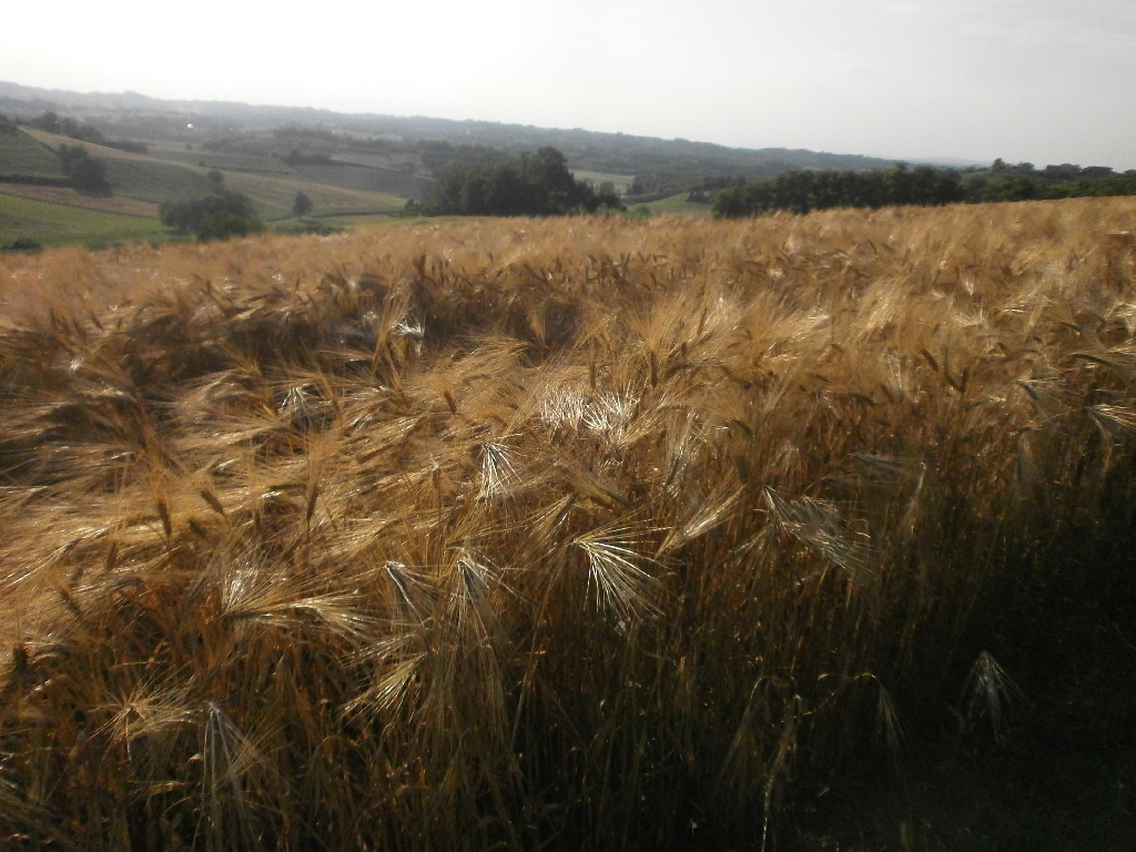 Veduta del pregevolissimo paesaggio agrario di Antignano.