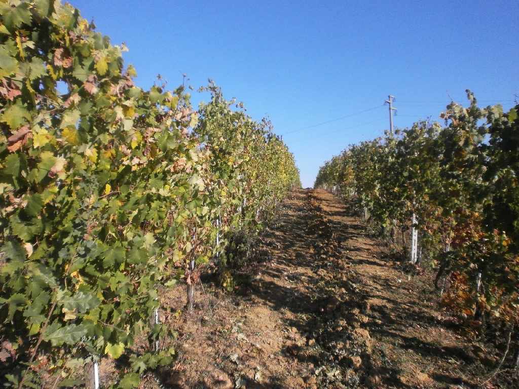 Veduta dei vigneti dell Istituto agrario "G. Penna" di Asti.