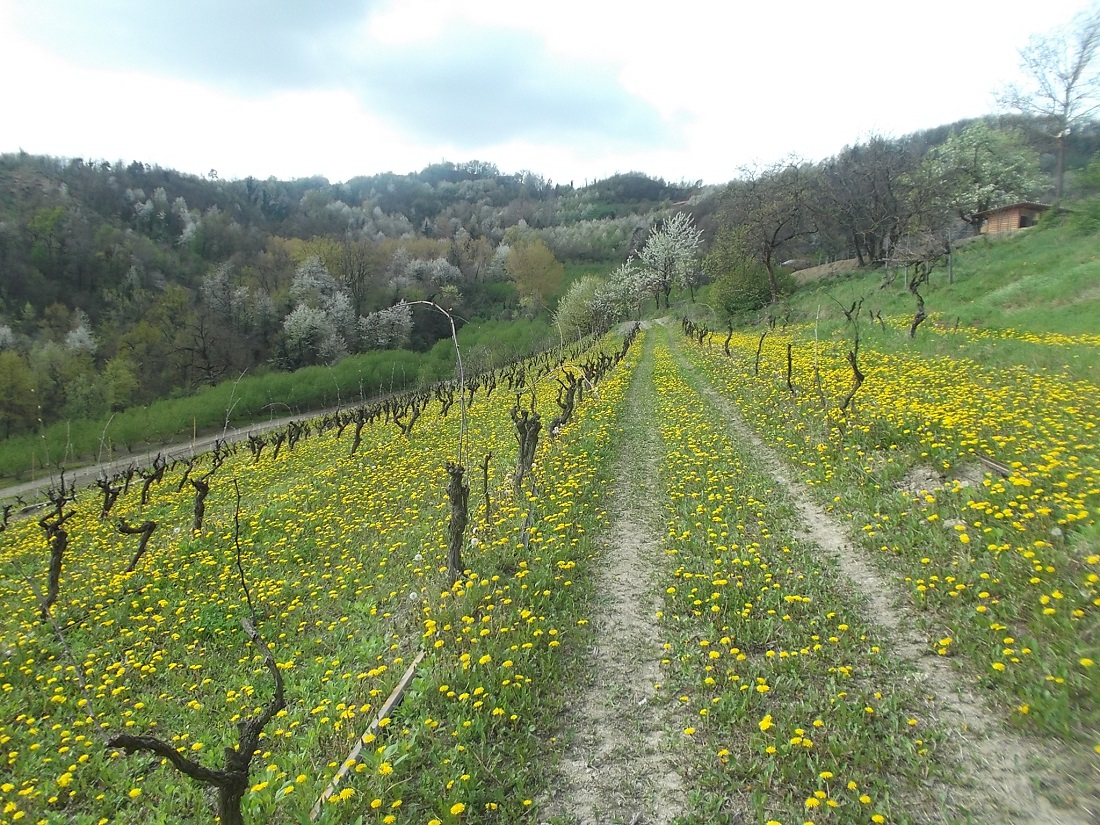 Bellissimo vigneto storico tradizionale con inerbimento spontaneo a Sant Emiliano di Albugnano Cà Mariuccia