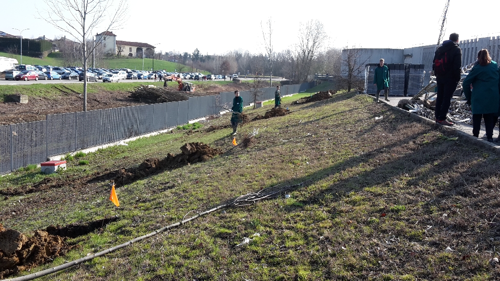 Posizionamento degli alberi in zolla nelle postazioni di piantagione [FOTO di Elena Berta].