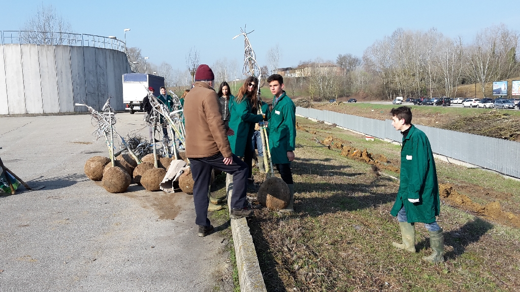  Trasporto degli alberi in zolla nei siti di messa a dimora all interno del nuovo "Parco della salute" dell Ospedale Cardinal Massaia di Asti [FOTO di Elena Berta].