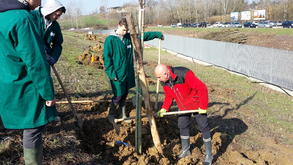 Realizzazione della conca nei punti di messa a dimora degli alberi per un agevole irrigazione nei mesi estivi [FOTO di Elena Berta].