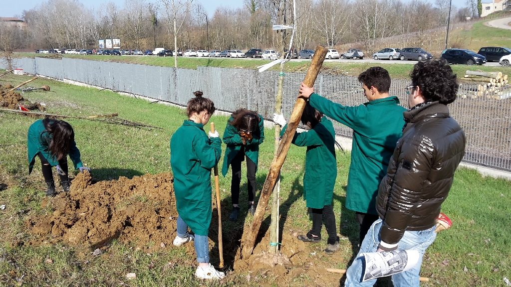 Posizionamento dei pali tutori degli alberi per un corretto sostegno nelle fasi successive alla messa a dimora [FOTO di Elena Berta].