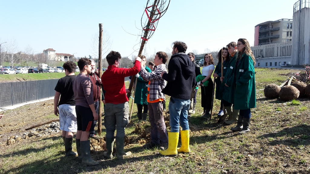 Eliminazione dei legacci posti in vivaio a carico della chioma per le operazioni di movimentazione e trasporto degli alberi [FOTO di Elena Berta].