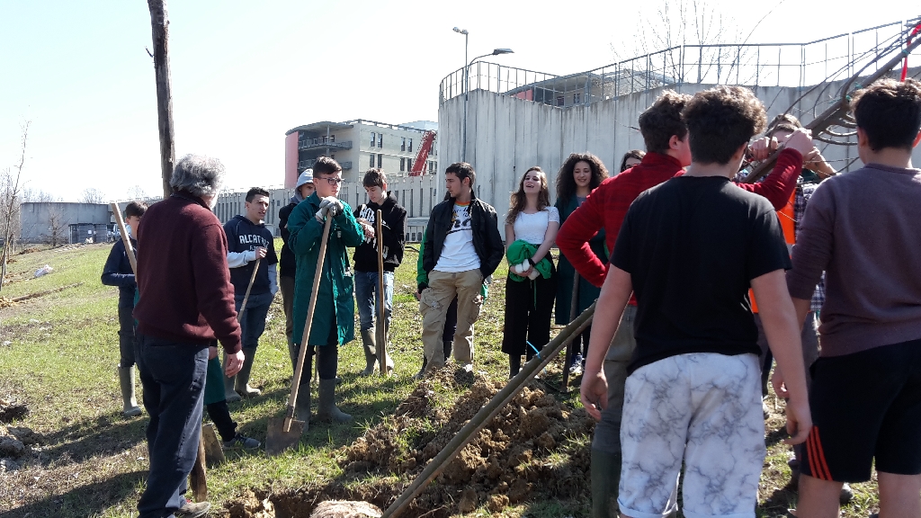 Eliminazione dei legacci posti in vivaio a carico della chioma per le operazioni di movimentazione e trasporto degli alberi [FOTO di Elena Berta].