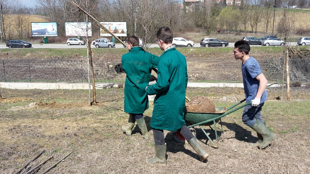 Trasporto degli alberi in zolla nei siti di messa a dimora all interno del nuovo "Parco della salute" dell Ospedale Cardinal Massaia di Asti [FOTO di Elena Berta].