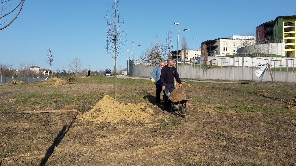  Trasporto degli alberi in zolla nei siti di messa a dimora all interno del nuovo "Parco della salute" dell Ospedale Cardinal Massaia di Asti [FOTO di Elena Berta].