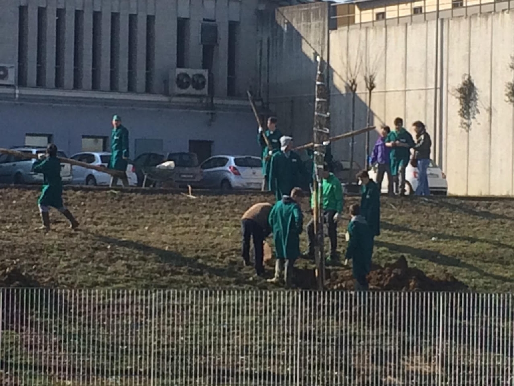 Operazioni di messa a dimora degli alberi nelle buche scavate per la realizzazione del nuovo Parco della salute [FOTO di Elena Berta].