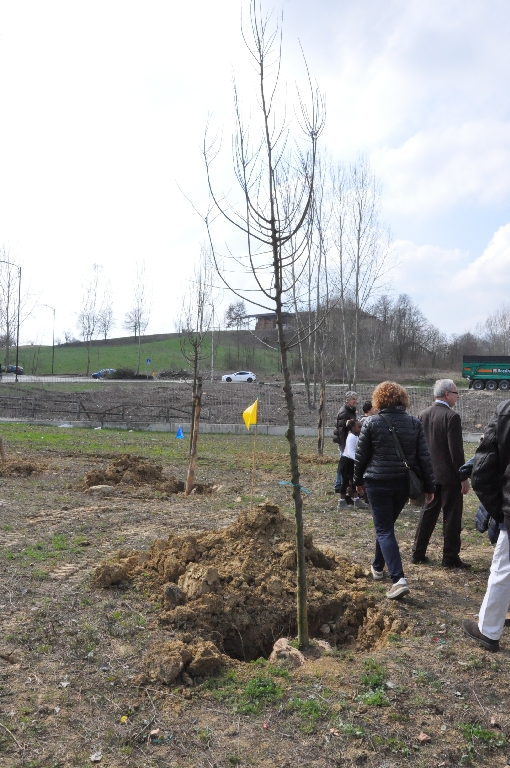 Albero pronto per il completamento della messa a dimora [Foto di Daniela Bosia].