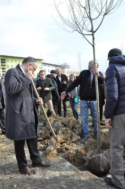  Piantagione di un albero da parte del Sindaco della Città di Asti, Maurizio Rasero [Foto di Daniela Bosia].