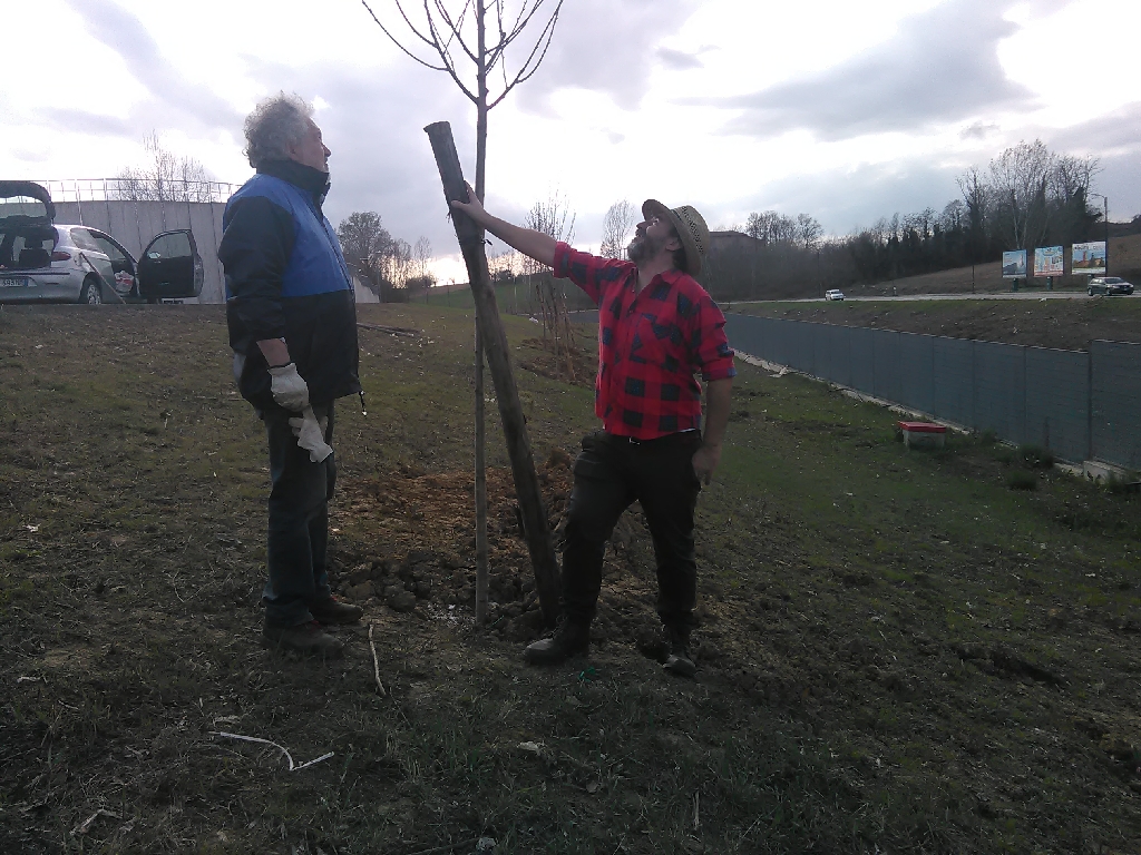 Posizionamento del palo tutore all albero messo a dimora [FOTO  di Francesco Devecchi].
