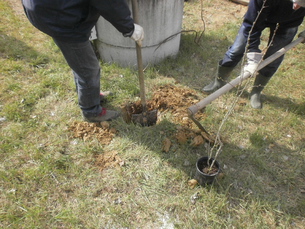 Scavo delle buche per la messa a dimora dei biancospini.