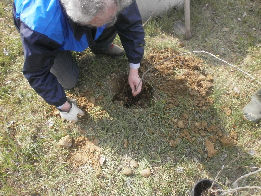Operazione di messa a dimora dei biancospini nelle buche appositamente scavate.