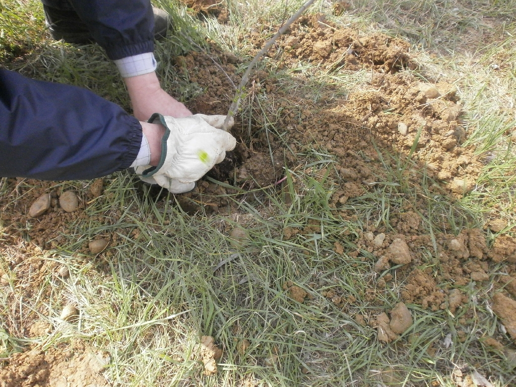 Operazione di messa a dimora dei biancospini nelle buche appositamente scavate.