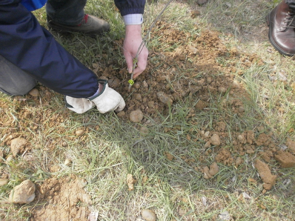 Operazione di messa a dimora dei biancospini nelle buche appositamente scavate.