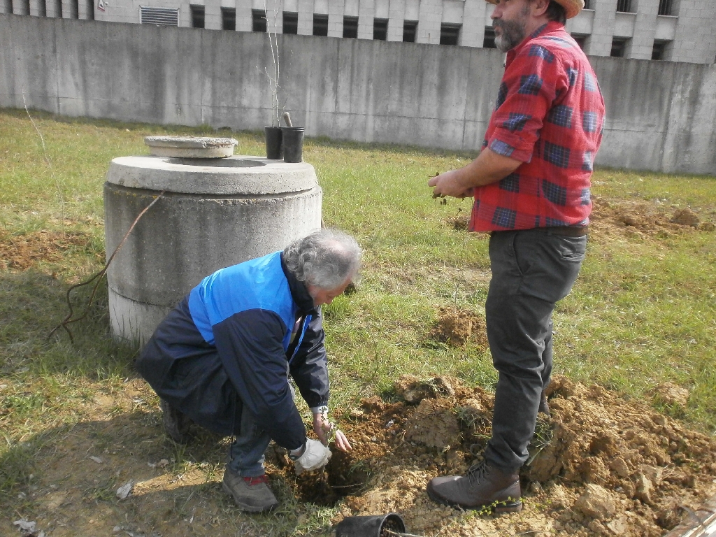 Operazione di messa a dimora dei biancospini nelle buche appositamente scavate [FOTO  di Francesco Devecchi].