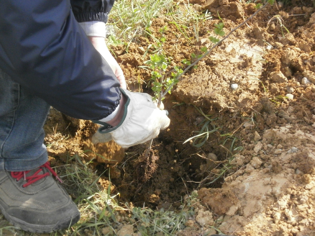 Operazione di messa a dimora dei biancospini nelle buche appositamente scavate [FOTO  di Francesco Devecchi].
