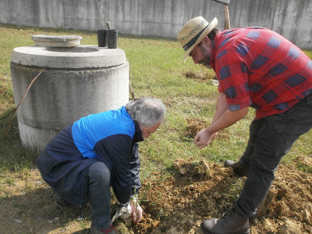 Operazione di messa a dimora dei biancospini nelle buche appositamente scavate [FOTO  di Francesco Devecchi].