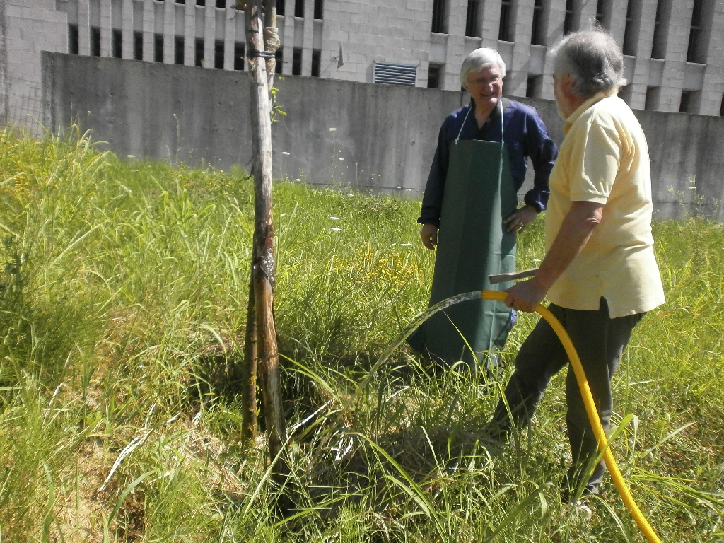 Bagnatura manuale di tutte le piante del Parco della salute in attesa della realizzazione dell impianto di irrigazione. Nella foto: Angelo Porta (Circolo Legambiente Valtriversa) e Giancarlo Dapavo (Circolo Legambiente Gaia di Asti).