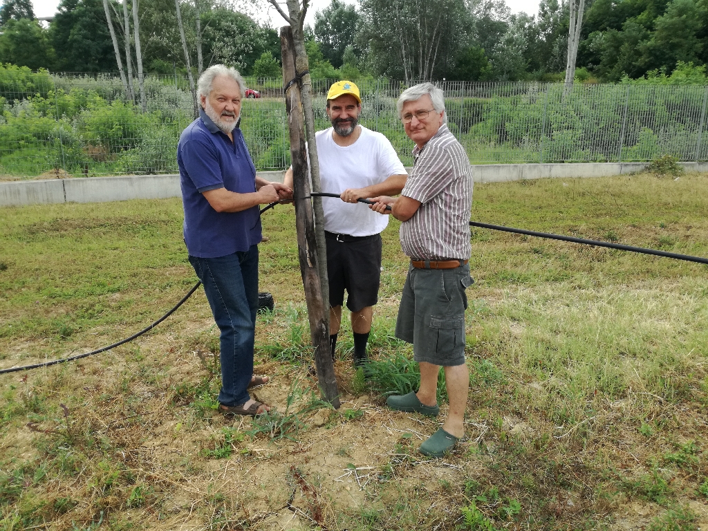 Legatura del tubo di mandata dell impianto di irrigazione ai pali tutori [FOTO di Riccardo Palma].