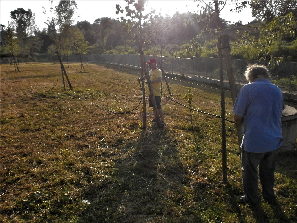 Legatura del tubo di mandata dell impianto di irrigazione ai pali tutori.